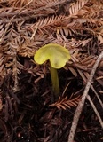 Hygrocybe olivaceonigra image