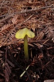 Hygrocybe olivaceonigra image