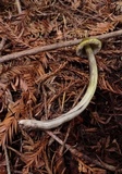 Hygrocybe olivaceonigra image