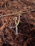 Hygrocybe olivaceonigra image