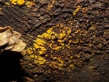 Mucronella flava image