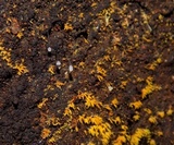Mucronella flava image