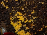 Mucronella flava image
