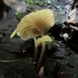 Gerronema viridilucens image