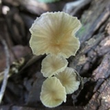 Gerronema viridilucens image
