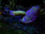 Pholiota flammans image