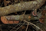 Rhodofomes cajanderi image