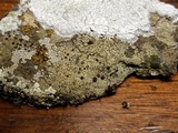 Lecidella asema image