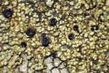 Lecidella asema image