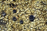 Lecidella asema image