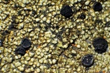 Lecidella asema image
