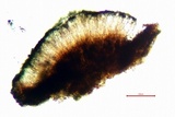 Lecidella asema image