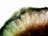 Lecidella asema image
