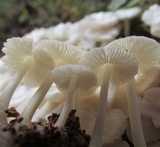 Termitomyces microcarpus image