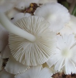 Termitomyces microcarpus image