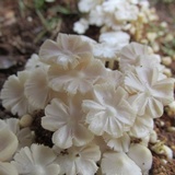 Termitomyces microcarpus image