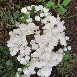 Termitomyces microcarpus image