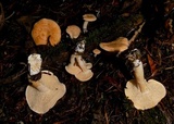 Hydnum oregonense image
