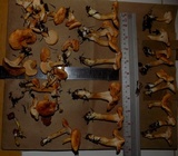 Hydnum oregonense image