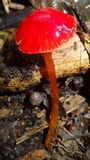 Hygrocybe hypohaemacta image