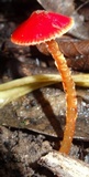 Hygrocybe hypohaemacta image
