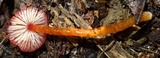 Hygrocybe hypohaemacta image