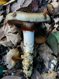 Cortinarius glutinosoarmillatus image