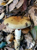 Cortinarius glutinosoarmillatus image