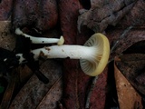 Hygrocybe russocoriacea image