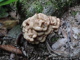 Lentinellus cochleatus image
