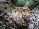 Lentinellus cochleatus image