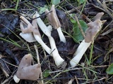 Helvella elastica image