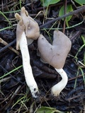 Helvella elastica image