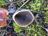 Peziza succosella image