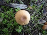 Laccaria bicolor image