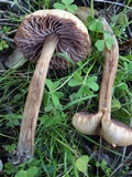 Laccaria bicolor image