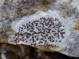 Caloplaca crenularia image