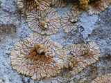 Caloplaca saxicola image