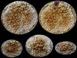 Caloplaca saxicola image