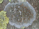 Caloplaca ulcerosa image