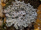 Cladonia pocillum image