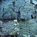 Pertusaria pustulata image