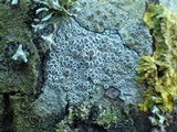 Lecanora albescens image