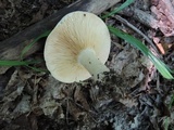 Lactarius argillaceifolius image