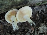 Lactarius argillaceifolius image