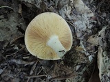 Lactarius argillaceifolius image