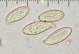 Ramaria botrytis image