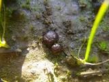 Ruhlandiella berolinensis image