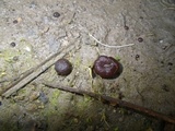 Ruhlandiella berolinensis image