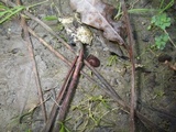 Ruhlandiella berolinensis image